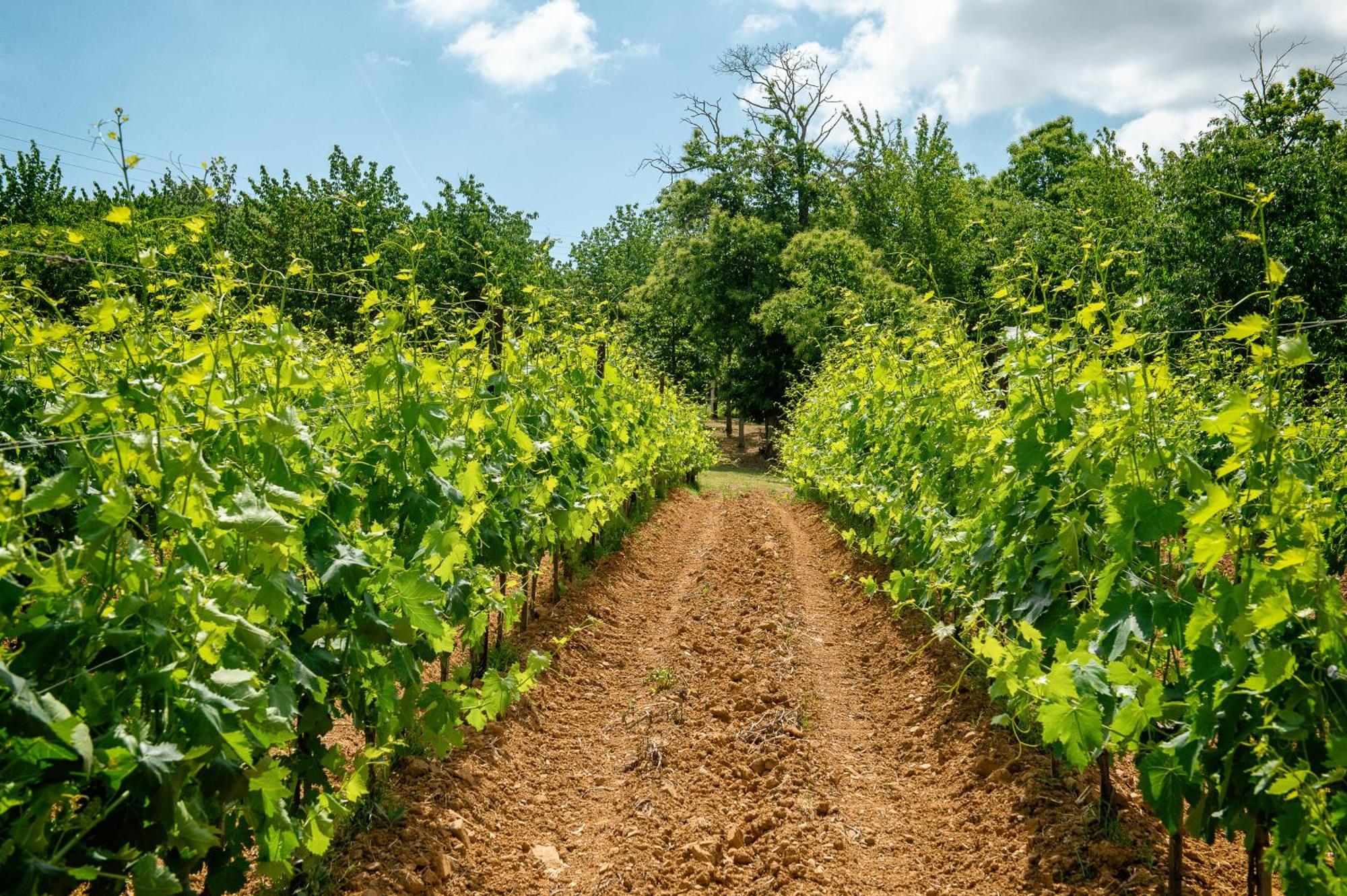 Le Prata - Residenza Del Vescovo - Adults Only 5* Montalcino